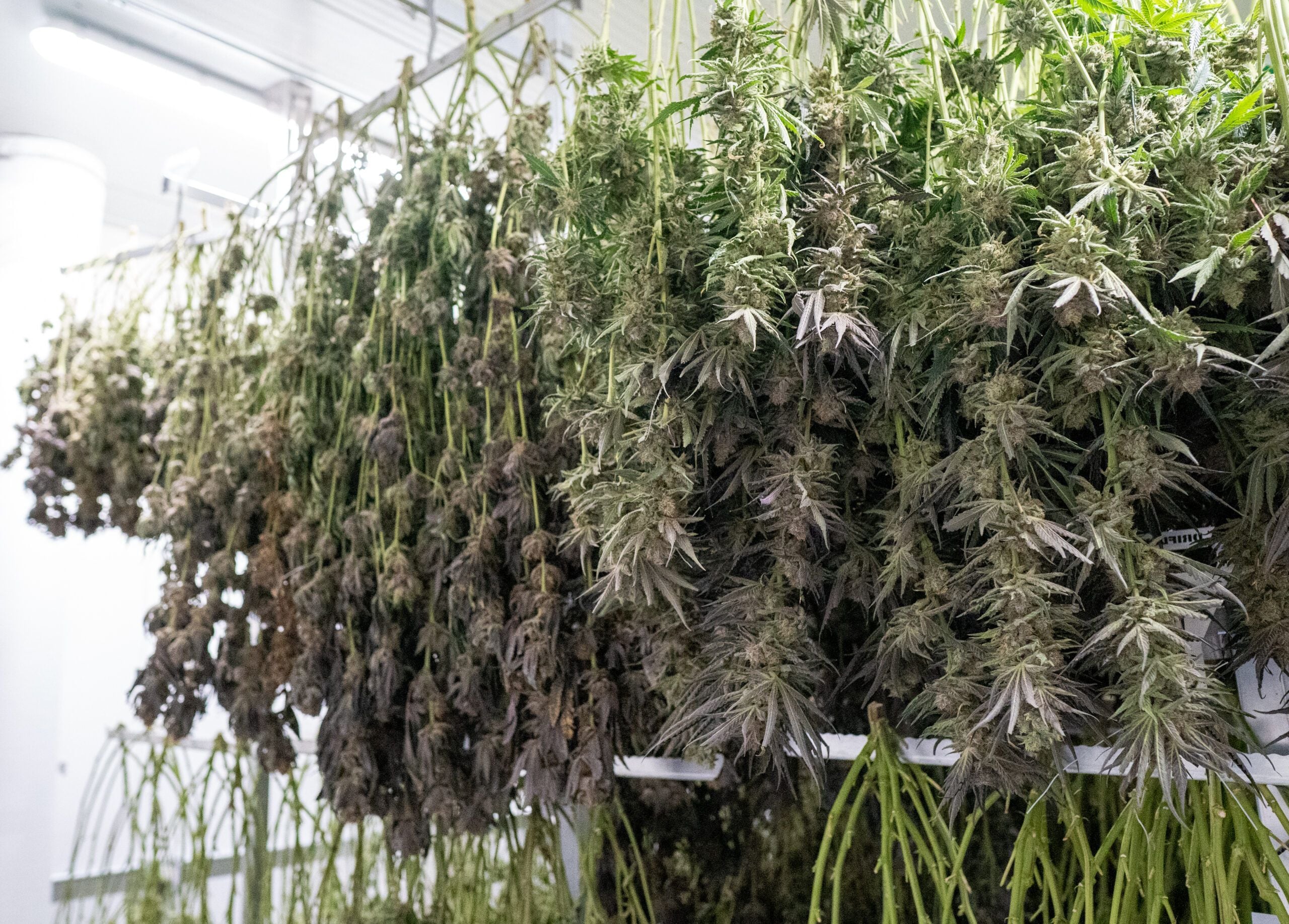 Cannabis Mold Remediation: How to Identify, Remove, and Prevent Mold in Cannabis Facilities Cannabis Mold Remediation: How to Identify, Remove, and Prevent Mold in Cannabis Facilities